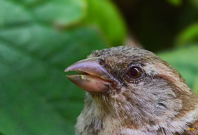 Juvenile female house sparrow. Portrait.
