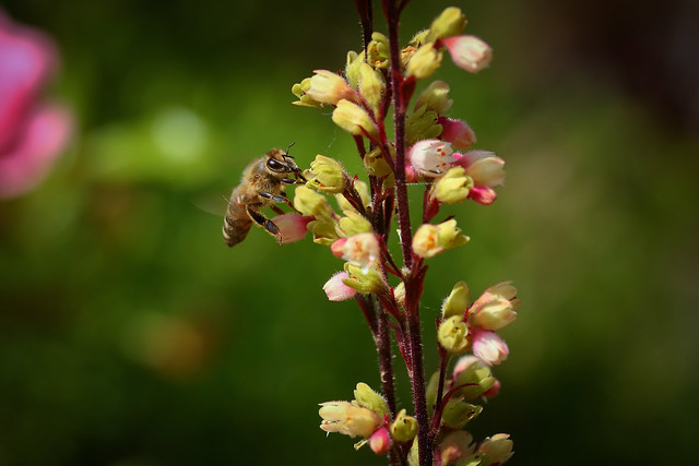 Bee / Včela medonosná / Apis mellifera