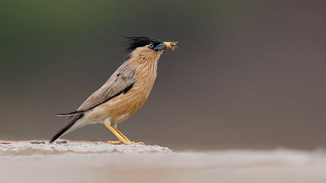 A Brahminy Starling with food for its nest