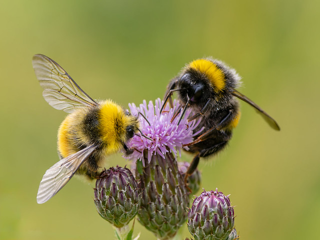 Early & white tailed bumblebee