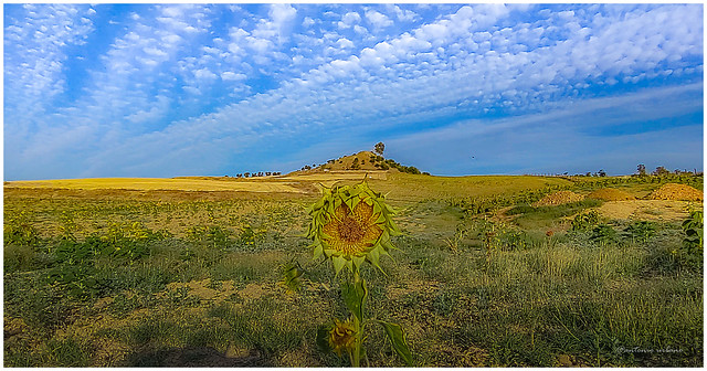 Girasol solitario en un paisaje de secano //Only one sunflower in a rainfed landscape