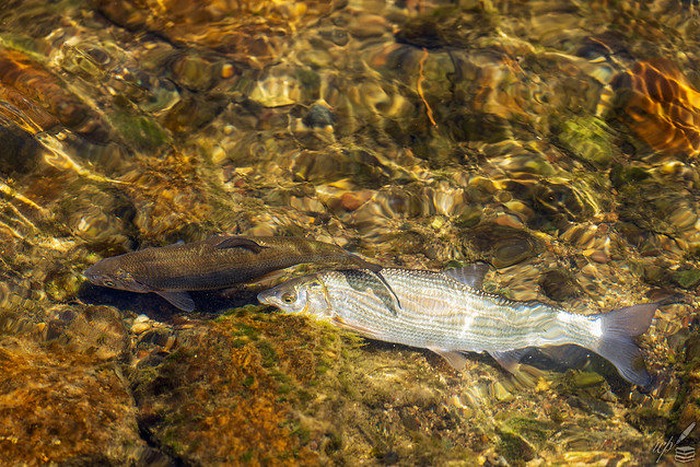 Freshwater fish glinting in the sun