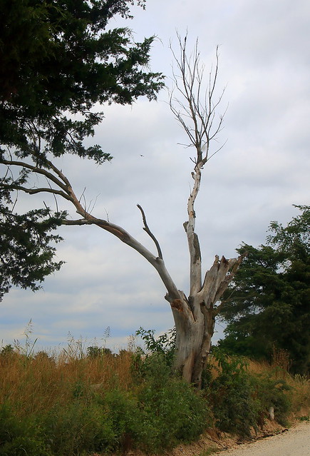 Dead Tree -  Along County Road 328 East of Goshen in Washington County, Arkansas