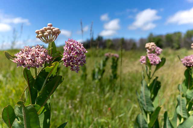 Prairie Milkweed - in habitat