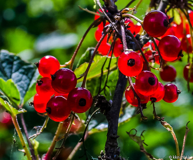 Red currants   2013