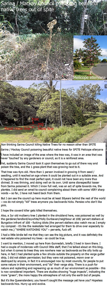 Non thinking Sarina Council killing Native Trees for no reason other than SPITE