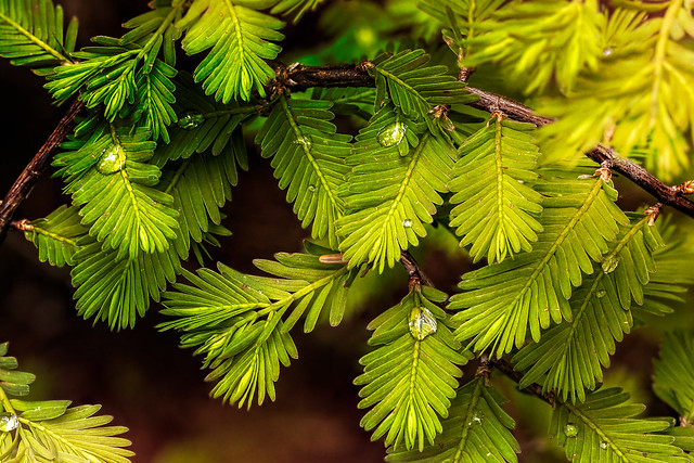 Raindrops on conifer needles