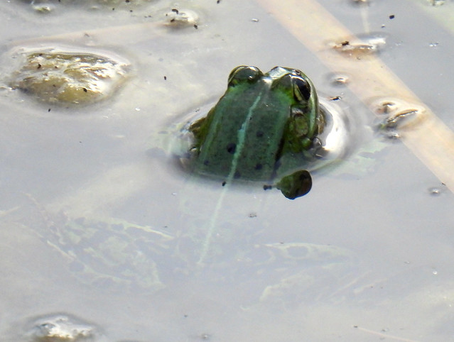 Edible frog, Pelophylax kl. esculentus, Ätlig groda