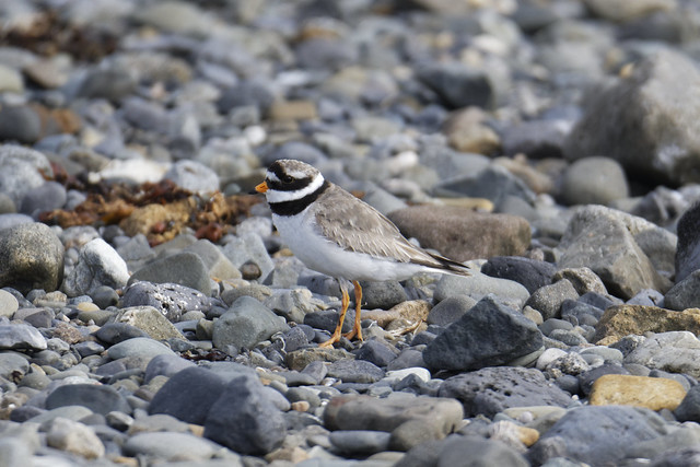 Ringed Plover Cooley