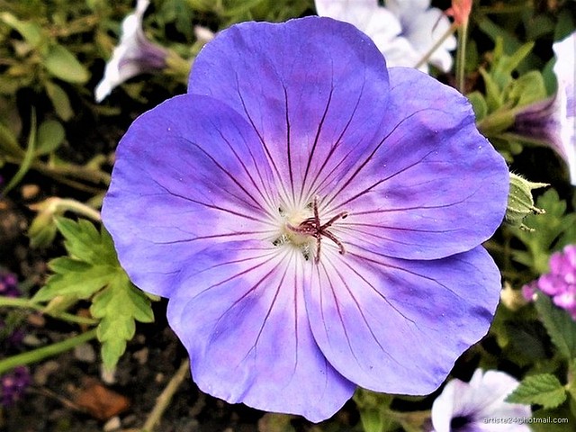 Fleur bleue - Blue Flower