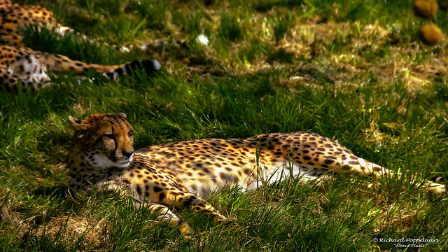 Wild cats in a near natural habitat - Parc des Felins (Lumigny-Nesles-Ormeaux/FR)