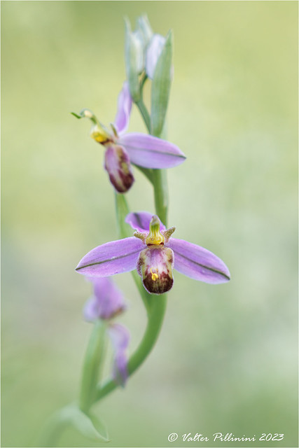 Ophrys apifera var. tilaventina.