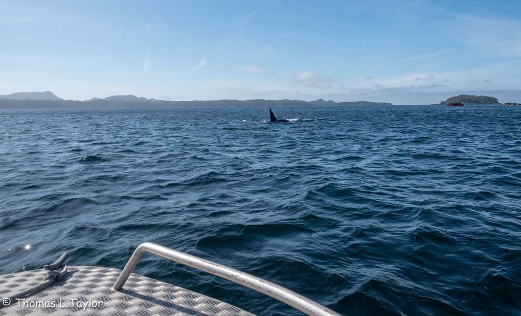 Male orca off the bow