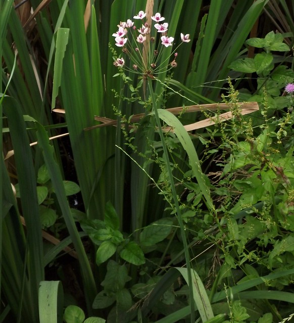 Butomus umbellatus (Flowering Rush), St Ippolyts, Herts, 6.7.23