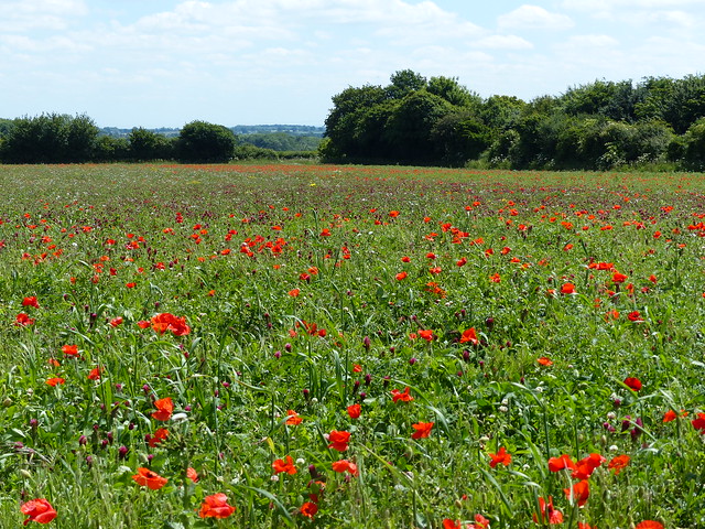 Beverston Fields of Wildflowers [Explored]