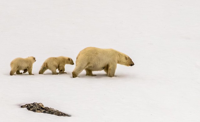 Polar bear - Première approche