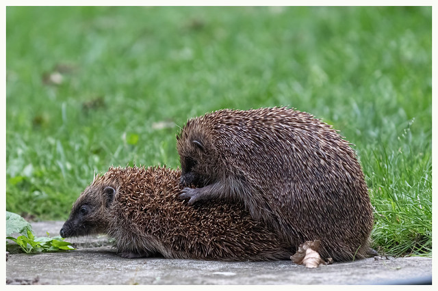 Friendly hedgehogs