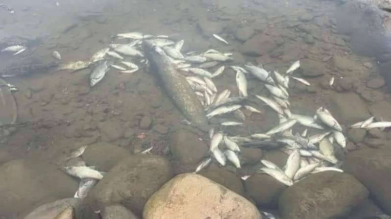 鳳山溪魚群翻肚死亡。圖片來源：立委洪申翰辦公室提供
