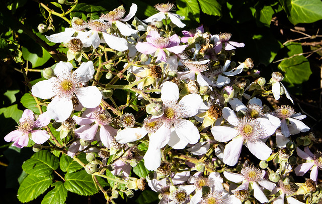 Blackberry Flowers