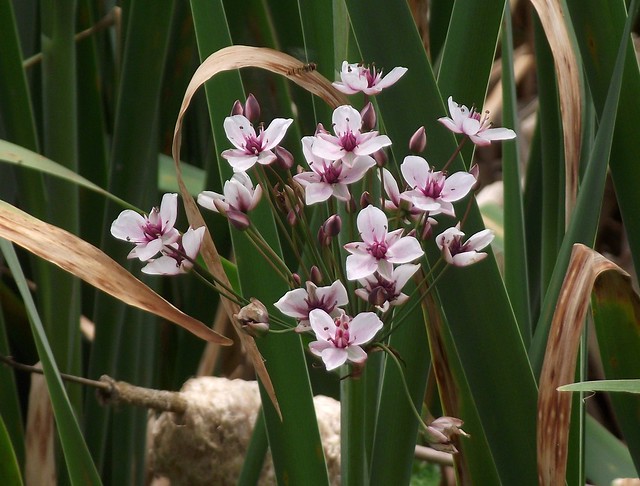 Butomus umbellatus (Flowering Rush), flowers, St Ippolyts, Herts, 6.7.23