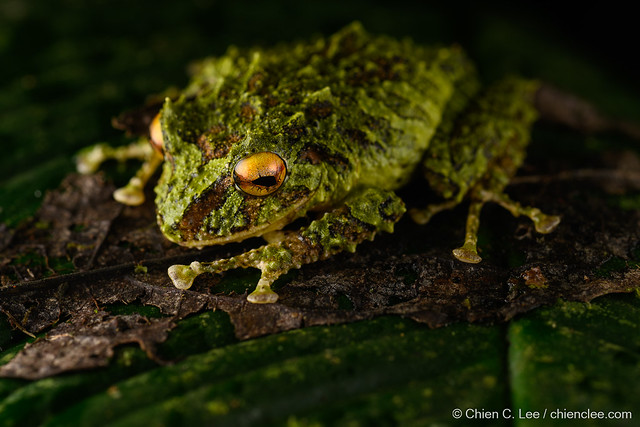 Mossy Rain Frog (Pristimantis museosus)