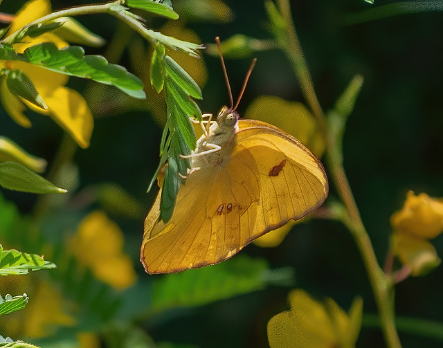 Sulphur Butterfly Houston Arboretum 7-13-2023