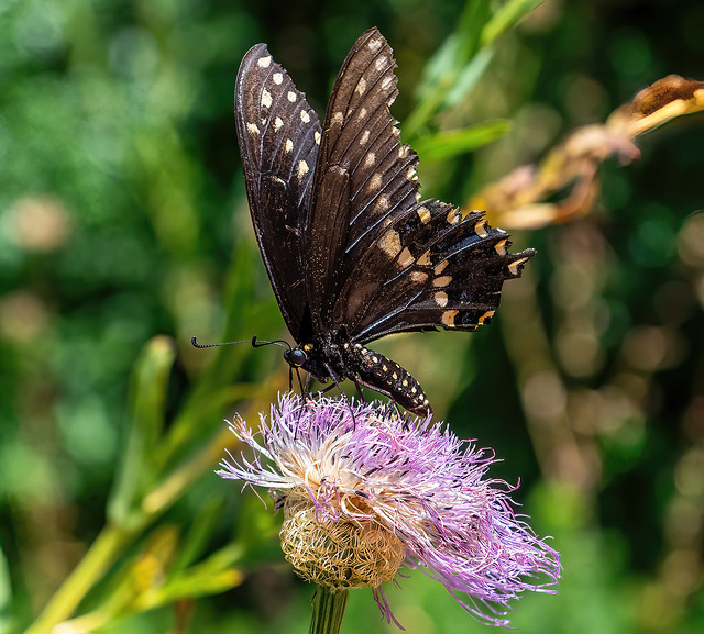 A Swallowtail at Houston Arboretum 7-13-2023