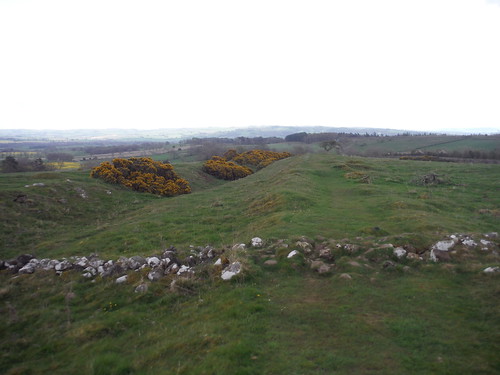Towards Black Carts... gorse in Ditch SWC Walk 413 - Hadrian's Wall Path Core Section (Lanercost to Halton Chesters)