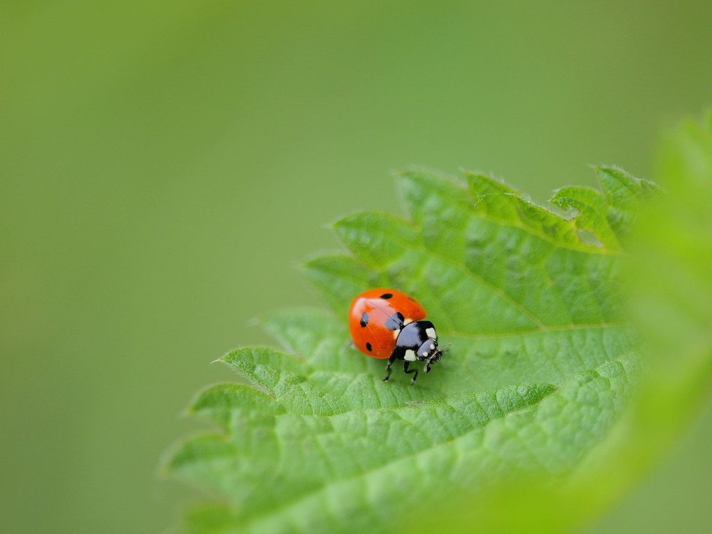 Marienkäfer - Ladybug