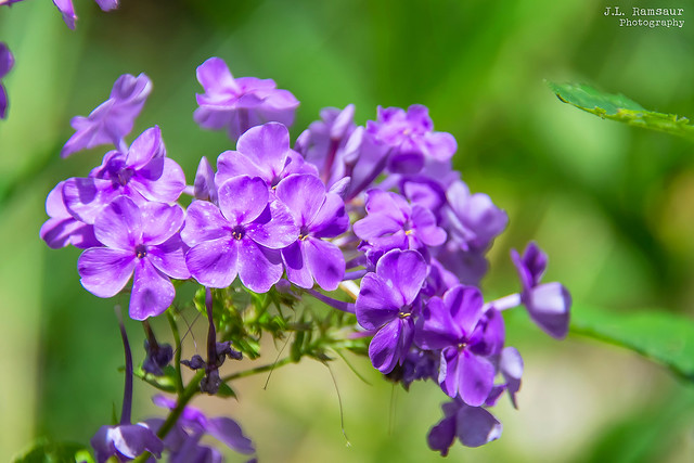 Tiny Purple Wildflowers - Roaring River Falls Trail - Putnam County, Tennessee