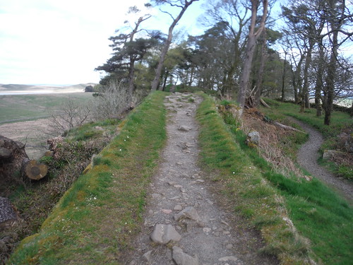 Walkable part of HW (the only one), near Housestead Wood SWC Walk 413 - Hadrian's Wall Path Core Section (Lanercost to Halton Chesters)