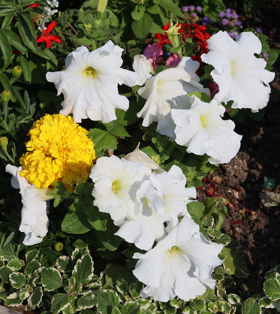 Summer Flowers, White and Yellow