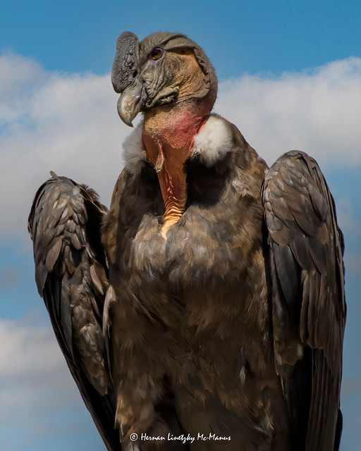 Condor andino, macho (Vultur gryphus) Andean Condor, male