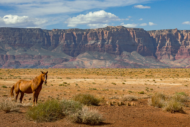 Wild Navajo Horse and Vermilion Cliffs | Navajo Nation, Arizona, USA [Explored July 15, 2023]