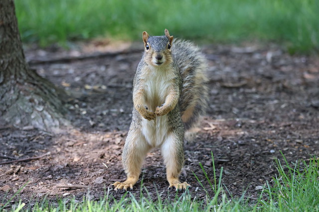 Fox Squirrels in Ann Arbor at the University of Michigan on July 10th, 2023 - 191/2023  29/P365Year16  5507/P365all-time – (July 10, 2023)