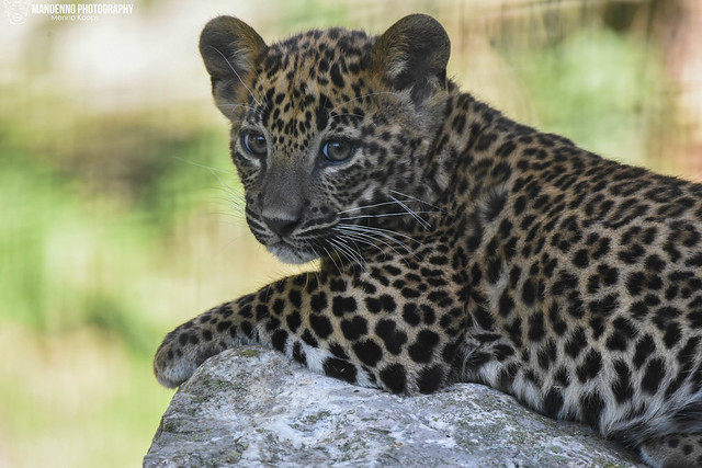 Sri lanka leopard cub - Zoo Maubeuge