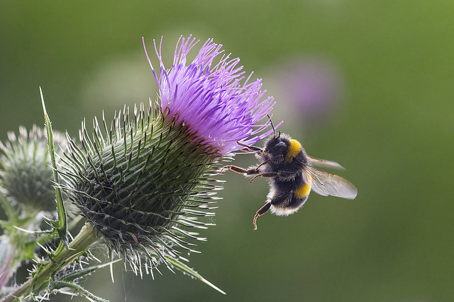 White Tailed Bumble on thistle