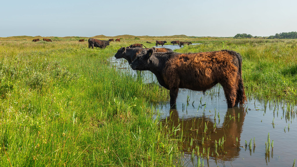 # Galloway cattle on the Texel Isle, the Netherlands.