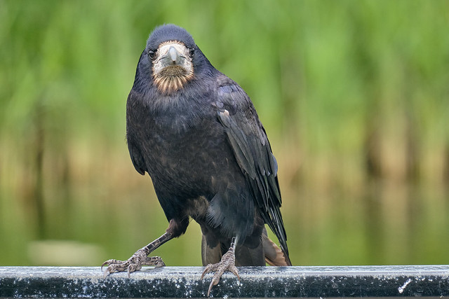Rook perching on a railing