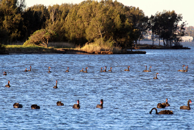Black swans on Lake Illawarra