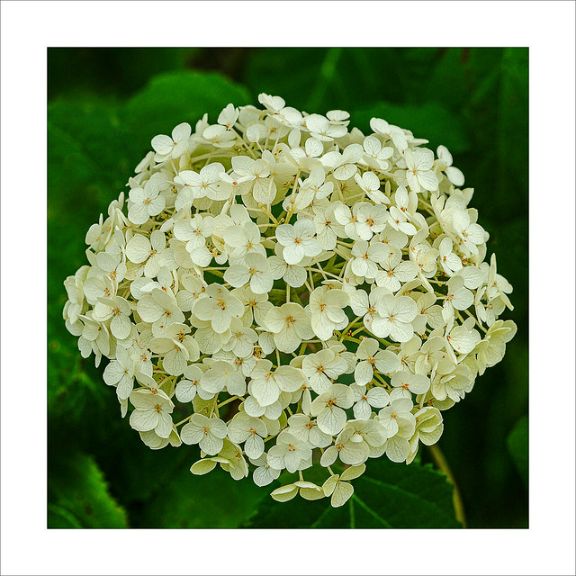 Fleur d'hortensia
