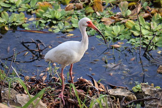 White Ibis at Kissimmee Lakefront Park (Kissimmee, Florida) - July 4th, 2023