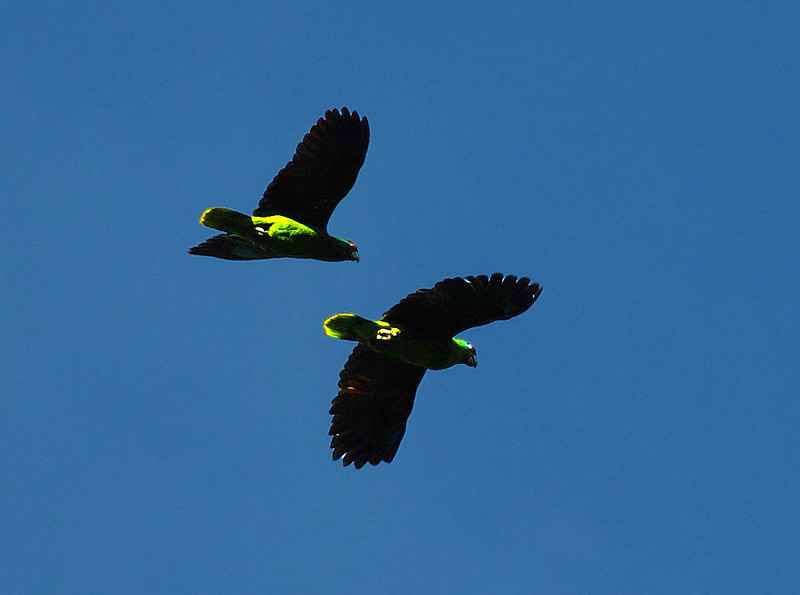 Red-necked Parrot_Amazona arausiaca_Ascanio_Dominica_DZ3A5233
