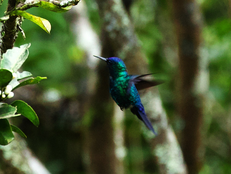 Blue-headed Hummingbird_Riccordia bicolor__Ascanio_Dominica_DZ3A4809