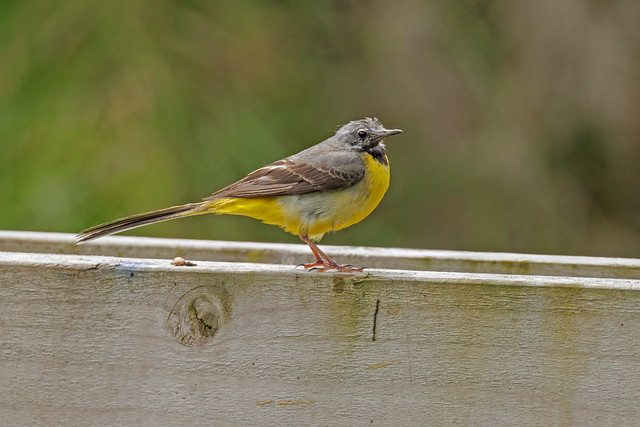 Grey Wagtail Yorkshire England July 2023