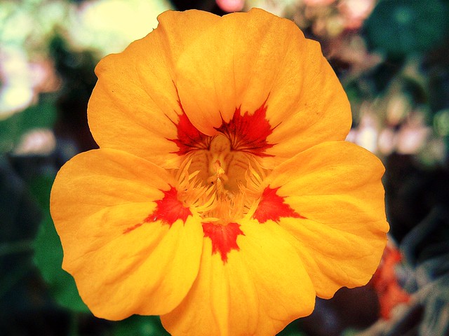 Nasturtium - 2