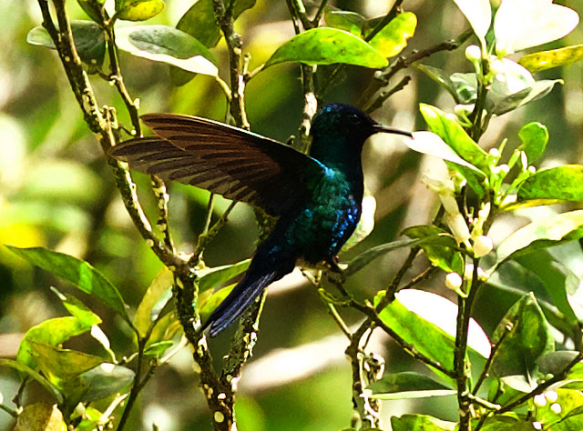 Blue-headed Hummingbird_Riccordia bicolor__Ascanio_Dominica_DZ3A4828