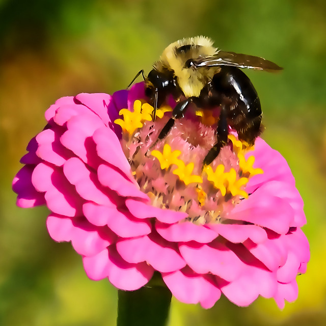 Bumblebee Feasting on Zinnia Flower