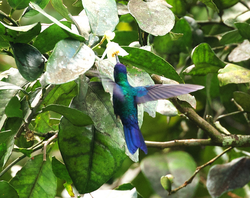 Blue-headed Hummingbird_Riccordia bicolor__Ascanio_Dominica_DZ3A4798