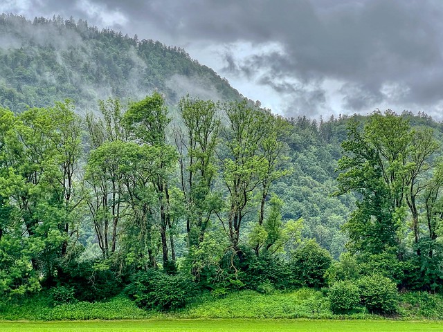 Tree line with misty mountain near Oberaudorf in Bavaria, Germany